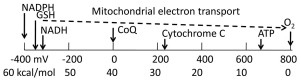 Biological redox energy scale. The highly reduced energy levels of NADPH, GSH and NADH are used to power catabolism with molecular oxygen as the terminal electron acceptor. The step-wise electron transport in mitochondria is used to generate ATP, a lower denomination of energy currency.