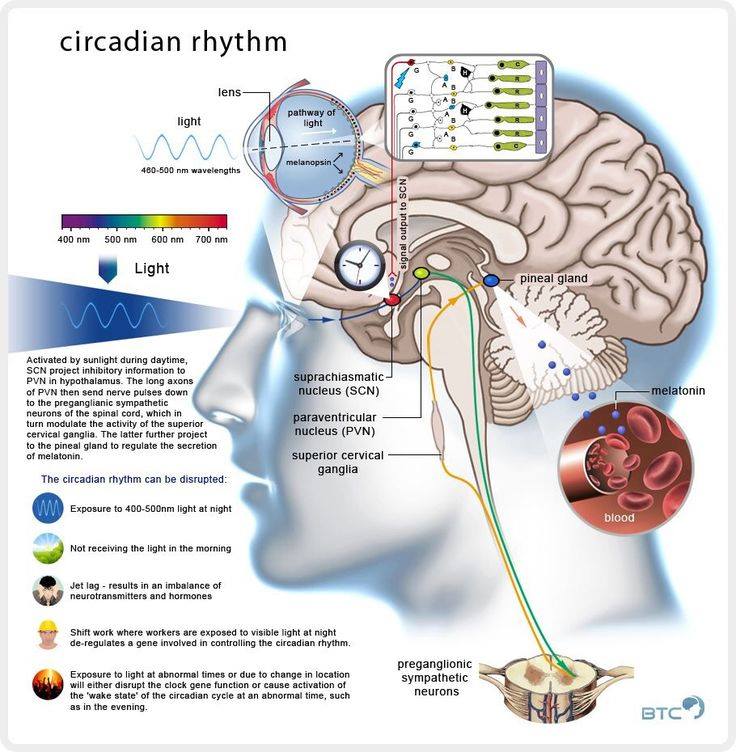 cortisol-response-dr-jack-kruse