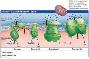 LDVm1