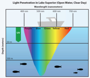Note that blue light penetrates deeply into the photic zone in sea water to affect marine photoreceptors and mitochondria.